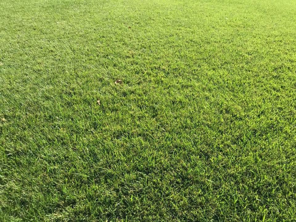 weed-free cool season fescue grass