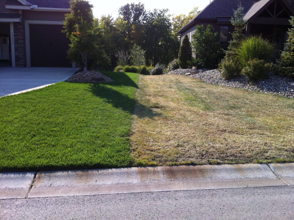Definitive line of lawn kill-off against living grass.