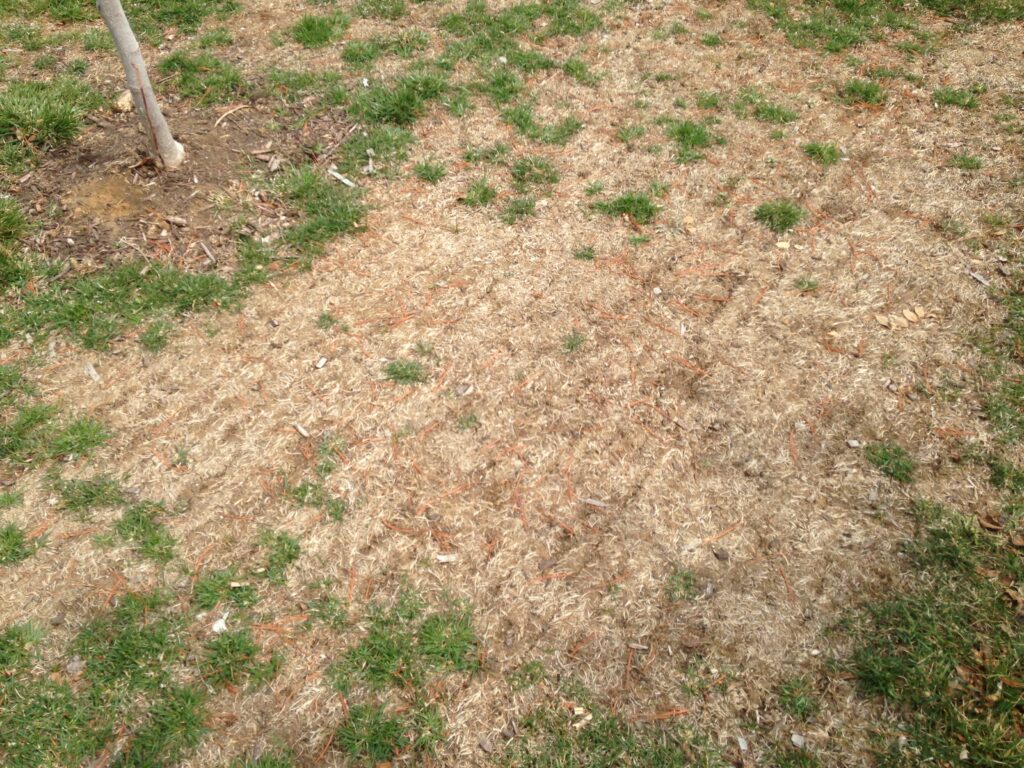 Lawn verticut restoration showing the lines in the ground ready for seed.